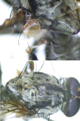 Hylemya vagans